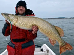 Westin Platypus 19 Cm - Sjunkande 7 Westin Platypus 19 Cm - Sjunkande -Professional Fishing Equipment Discount Store WS17112r 3